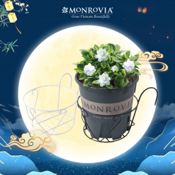 Giỏ treo hoa ban công Monrovia