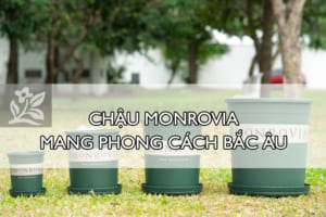 Chau-Monrovia-mang-phong-cach-Bac-Au
