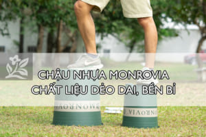 Chau-nhua-Monrovia-chat-lieu-deo-dai-ben-bi
