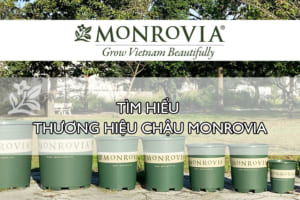 Tim-hieu-thuong-hieu-chau-Monrovia