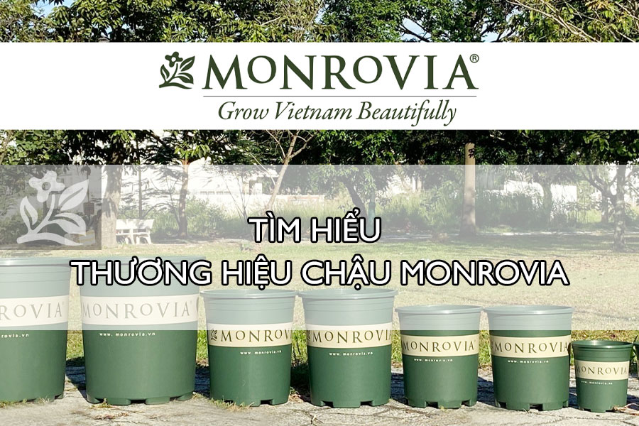 Tim-hieu-thuong-hieu-chau-Monrovia