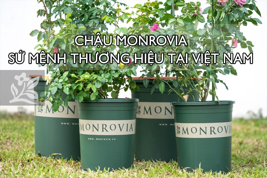 Chậu Monrovia, sứ mệnh thương hiệu tại Việt Nam