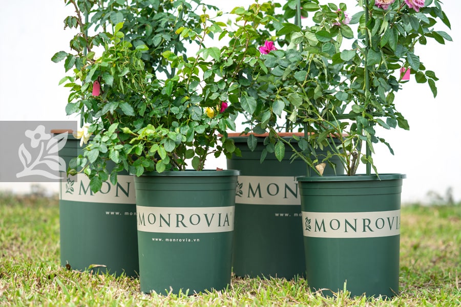 Monrovia, lựa chọn chậu trồng cây thông minh
