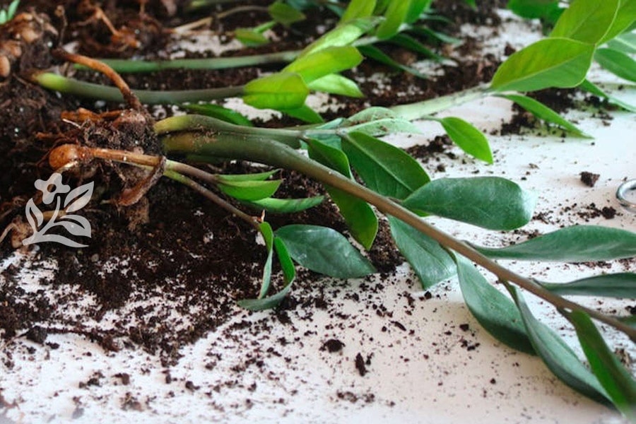 Xử lý bộ rễ giúp chậu cây để bàn khỏe và kháng bệnh tốt