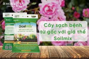 gia-the-soilmix