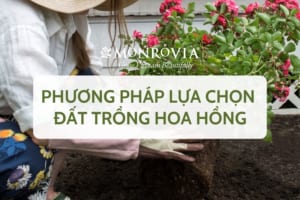 phuong-phap-lua-chon-dat-trong-hoa-hong