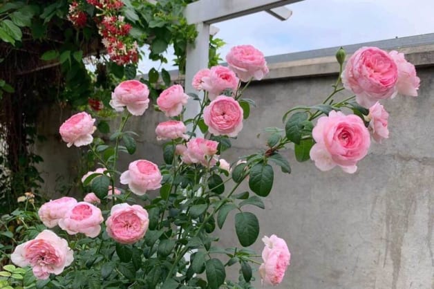 Cách chăm sóc cây hồng leo dễ dàng, cho cây sai hoa quanh năm