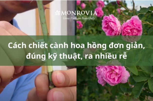 Cách chiết cành hoa hồng đơn giản, đúng kỹ thuật