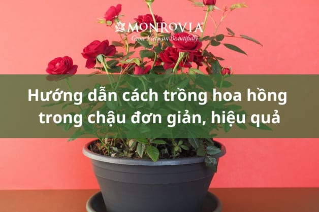 Hướng dẫn cách trồng hoa hồng trong chậu đơn giản, hiệu quả