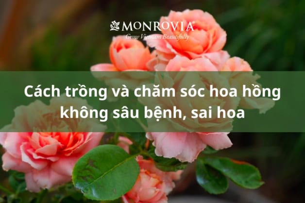 Cách trồng và chăm sóc hoa hồng không sâu bệnh, sai hoa