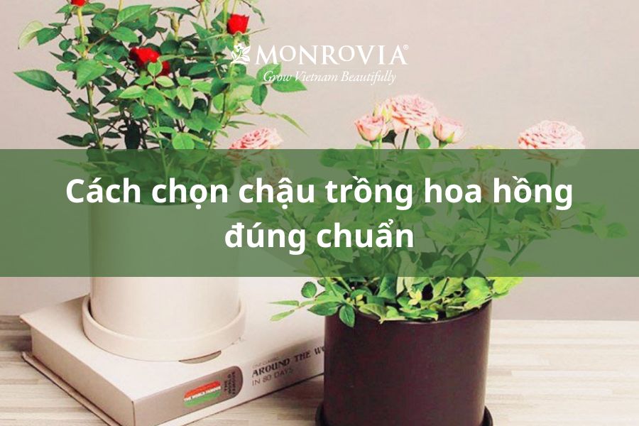 chau-trong-hoa-hong-1