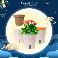 Chậu Monrovia tự tưới Nhật Bản