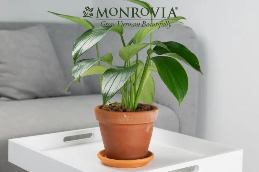 cay-Philodendron