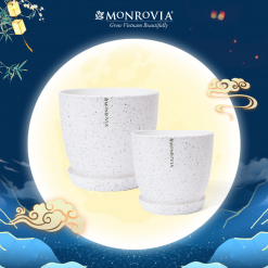 Chậu nhựa trồng cây Monrovia Trắng Vân Đá