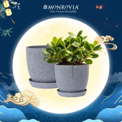 Chậu nhựa trồng cây Monrovia Xám Vân Đá