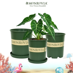 Chậu nhựa trồng cây Monrovia O-series