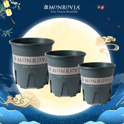 Chậu nhựa trồng cây Monrovia M-series