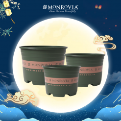 Chậu nhựa trồng cây để bàn Monrovia L-Series (MỚI