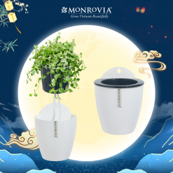 Chậu tự tưới treo tường Monrovia