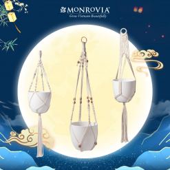Dây treo chậu cây Macrame Monrovia