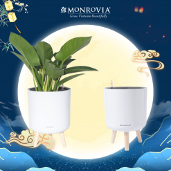 Chậu tự tưới ZJ