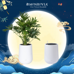 Chậu tự tưới ZX