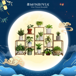 Kệ gỗ decor MONROVIA trang trí trong nhà