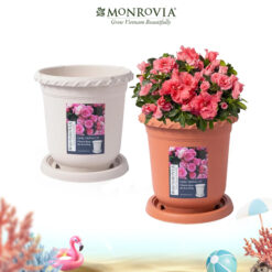 Chậu Monrovia trồng hoa hồng