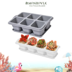 Chậu trồng sen đá Monrovia