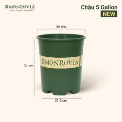 Chậu nhựa trồng cây Monrovia O-series