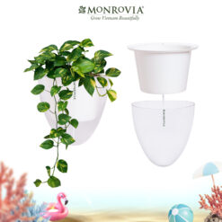 Chậu tự tưới treo tường K01