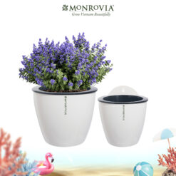 Chậu tự tưới treo tường Monrovia