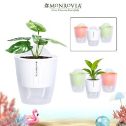 Chậu tự tưới treo tường trong suốt K0 Monrovia