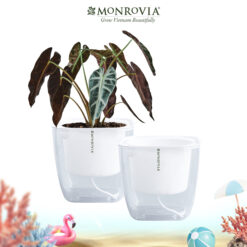Chậu nhựa tự tưới trong suốt G1 Monrovia