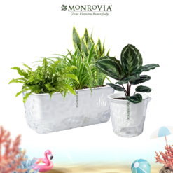 Chậu tự tưới PHA LÊ (Crystal) Monrovia